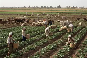        عمال زراعة المحاصيل الزراعية والمنتجات الحيوانية (الزراعة المختلطة)   